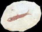 Knightia Fossil Fish - Wyoming #60817-1